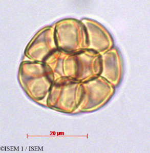 ISEM 1/Stryphnodendron_barbatimam_29238/Stryphnodendron_barbatimam_29238_0001(copy)_thumb.jpg